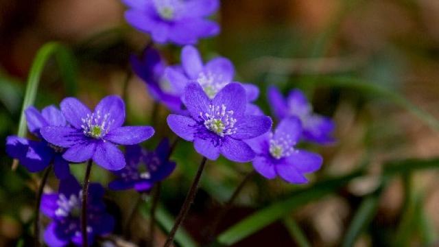 Purple flowers